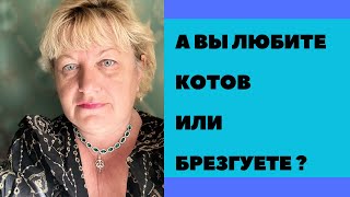 А вы любите Котов или гоните ?