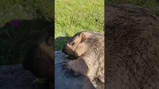 Chubby Himalayan Marmot Soaking Up the Sun While Snacking#cutemarmot #cuteanimals #marmot #marmota