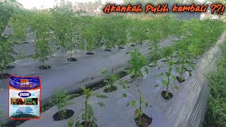 2 Cara Applikasi NPK Compaction pada Tanaman Cabe