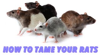 How To Tame Your Rats