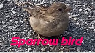 Little sparrow birds hanging out in park