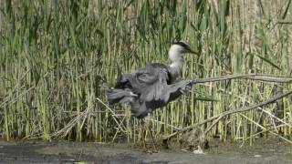 Graureiher in der Lobau