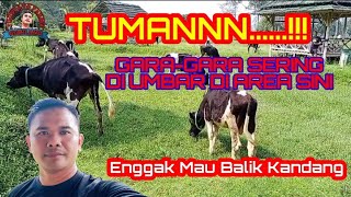 Asik makan rumput di sini||sapi enggak mau balik kandang✓✓