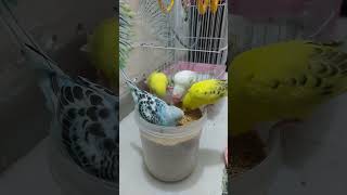 Budgies | Playful Budgies | Food Lover | Naughty Budgies | Australian Birds