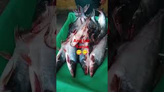 Nagsilakihan isda na karpa #karpafishing #fishingvideo