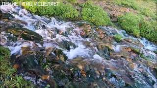 ЗЯБЛИК ПОЁТ У ВОДОПАДА.ПОЛНОЕ РАССЛАБЛЕНИЕ ОТ ТЕКУЩЕЙ ВОДЫ.СПОКОЙНАЯ НЕРВНАЯ СИСТЕМА