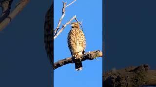 Juvenile Red-shouldered Hawk🐦Hunter's Roost #redshoulderedhawk