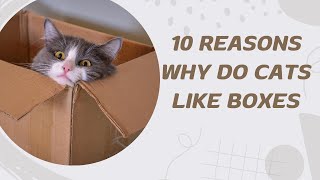 10 Reasons Why Do Cats Like Boxes