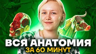 Вся анатомия за 60 минут. Что нужно знать для ОГЭ по биологии?