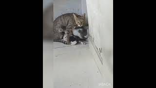 My cute baby cats funny video