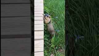 Cute Himalayan Marmot Trying to Climb the Steps#cutemarmot #cuteanimals #marmot #marmota #wildlife