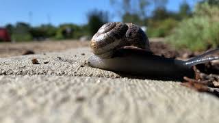 Loping Milk Snail (Otala lactea)