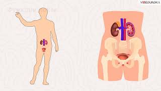 28. Лимфатическая система. Органы кроветворения и иммунной системы. Мочевые органы. Функции почек
