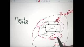 Immune System T Cell and B Cell PART 2