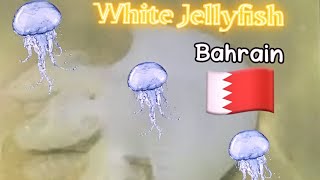 White jellyfish in Bahrain 🇧🇭 |Kawai Lyn