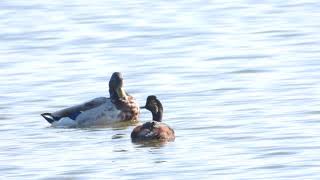 Black Necked Grebe