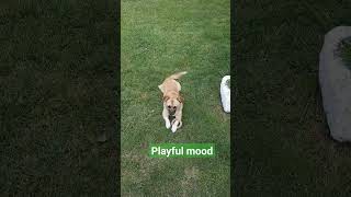 Cute puppy playing in the yard #dog #cutepuppy #animal #puppyvideos #dogshorts