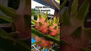 Vietnam White & Black Dragonfruit in a Pot Part1 #gardening #dragonfruitcactus #dragonfruit