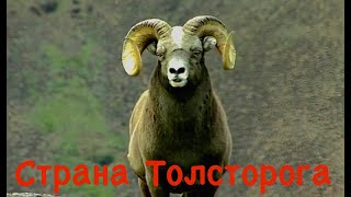 Страна толсторога. Плато Путорана. Первый фильм рассказывающий о снежном баране и природе плато.