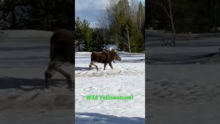 Wild Yellowstone! (Day 4)