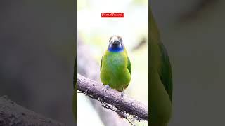 The Most Beautiful Bird of Central America -EmeraldToucanet #viral #toucanet #bird #amazonwildlife