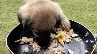 Puppy Morning Feeding Routine , and the puppy's reaction is full of excitement! 🐶🍖