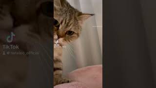 Dancing cute cat😹#cute#funny #cat#dance #kitty #catlover #trending #tiktok #fyp #funnyvideo #foryou