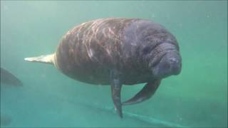 The Great Suspended Mermaid & the 3 Sisters Manatee Party