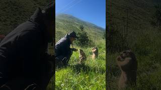 Close Encounters in Nature: Adorable Himalayan Marmot Interactions!#cutemarmot #cuteanimals #marmot