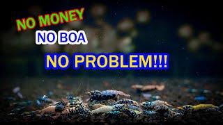 BOA SHRIMP -   HOW TO GET EXPENSIVE SHRIMP FOR FREE???