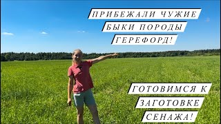 Приехал папа!Научились варить новый сыр! Ферма растёт и развивается!