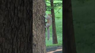 That's Nutz-Squirrel Tales 5! #squirrel #squirrels #fact #squirrelvideo #short #squirrelshorts #clip