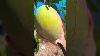 FRUITS " MANGO " #satisfyingvideo #fruits