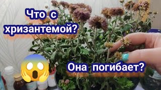 Хризантема мультифлора на подоконнике. Что происходит с ней зимой🧐