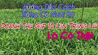 Nuôi bò: Hướng dẫn cách trồng cỏ nuôi bò doanh thu gấp 10 lần trồng lúa.