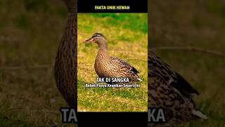 KEUNIKAN BEBEK YANG JARANG DI KETAHUI #shorts #faktaunikhewan