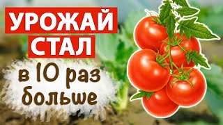 Как получить большой и ранний урожай. Шепотки и заговоры на урожай