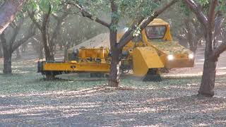 Almond Harvest 2021