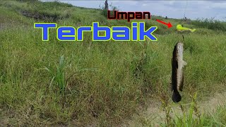 Casting gabus/haruan | Pakai umpan soft lure kalau air mulai hangat | Mancing gabus air hitam #SF68