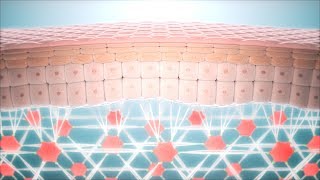 Skin Anti Aging - Fibroblast and Collagen Network Regeneration CGI animation