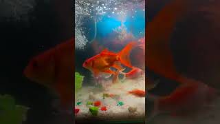 Beautiful 🥰 #shorts #trending #viral #goldfish #relaxing #aqua #subscribe #share #like