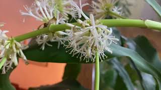 Цветение драцены массанжеана Dracaena massangeana bloom