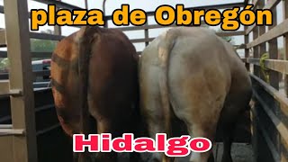 PROGRESO DE OBREGON  HIDALGO / plaza ganadera o mercado de animales