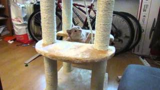 Cat Fail Jump :D - Slow Motion (240fps) - Canon PowerShot SX50 HS