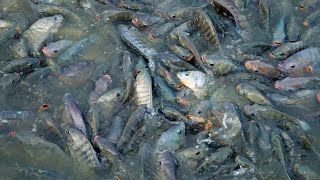 Monosex Tilapia Fish Farming In India Part 3