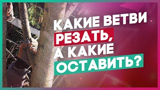 Уход за деревьями и кустарниками. Как правильно делать замещающий срез