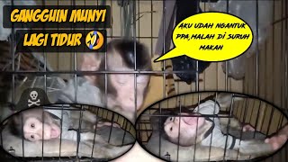 Cute baby monkey | monkey munyi