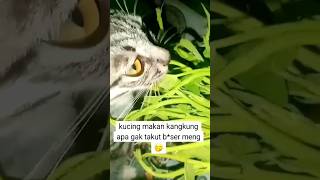 KIRA-KIRA BAHAYA GAK YA? #kucingmakansayur