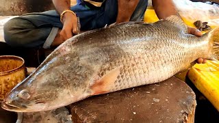 Admirable Huge Bhetki Fish Cutting Skills Live In Fish Market   2021