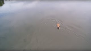 Malinois swimming in lake